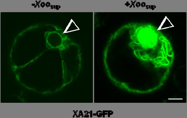 Supplementary Figure S2. Nuclear translocation of XA21-GFP in protoplasts after treatment of Xoo supernatant (+Xoo sup ).