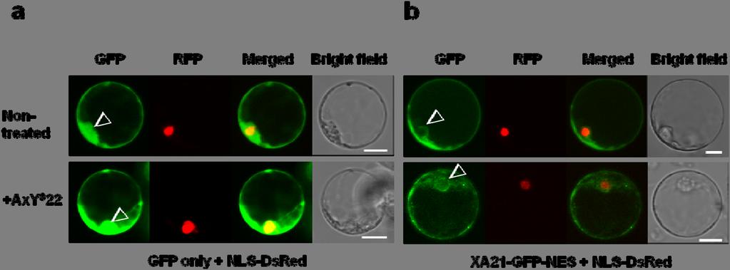 Supplementary Figure S3. Addition of a nuclear export signal (NES) inhibits nuclear accumulation of XA21-GFP without interfering with plasma membrane localization.