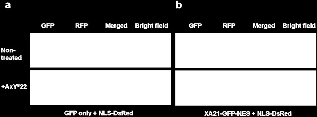 transformation. NLS-DsRed was co-transformed for a nucleus marker. The expression of the introduced genes was observed 16 hours after transformations.
