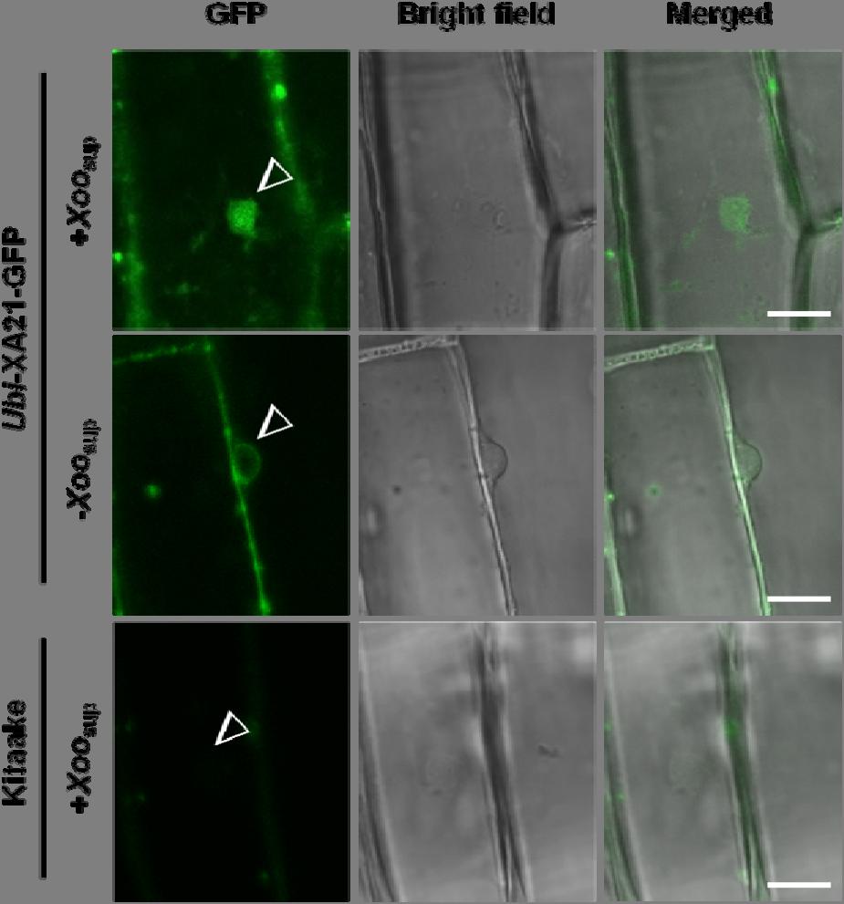 Supplementary Figure S4. Nuclear translocation of XA21-GFP in protoplasts after treatment of Xoo supernatant (+Xoo sup ).