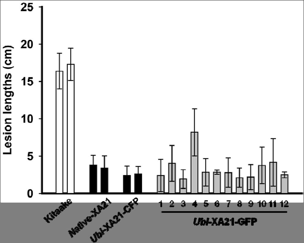 Supplementary Figure S5. Rice plants overexpressing XA21-GFP displayed enhanced resistance to Xoo.