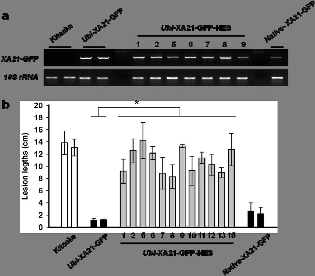 Supplementary Figure S9. Inhibition of nuclear translocation of XA21 compromised XA21- mediated immunity. (a) XA21-GFP-NES transcripts significantly accumulated in Ubi-XA21-GFP-NES rice plants.