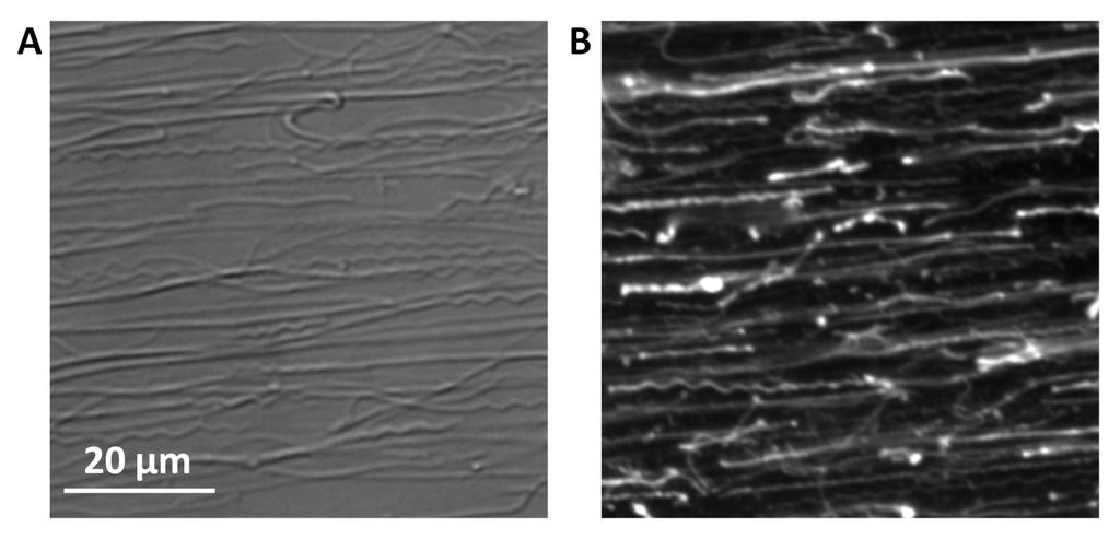 Supplemental Figure II A, A representative bright field image of the collagen type 1 coated surface used in this study.
