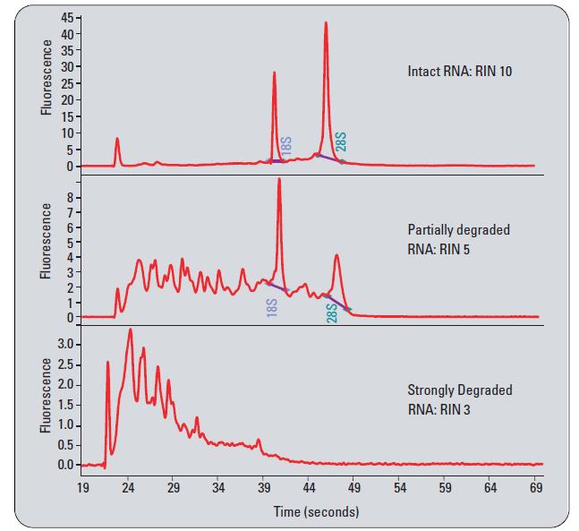 Quality Examples for Samples Assessed on an Agilent Bioanalyzer RNA Integrity Number (RIN) RNA electropherogram is analyzed
