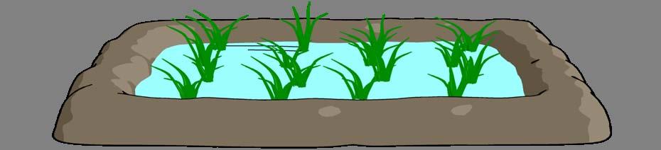 Mechanism of Methane Emissions from Rice Paddy