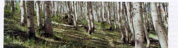 Aspen/tall forb type degraded by grazing has an herb layer dominated by annuals such as bedstraw and