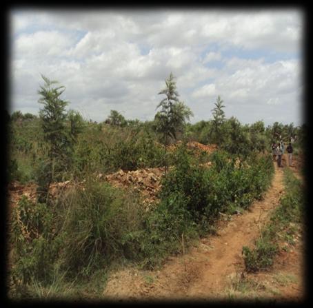 Plantation on Boundary Trench, Gopalanahalli in