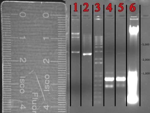 Veazey 3 Results The following were put through 1% agarose gel electrophoresis in Figure 1: GFPuv and puc19 digested with EcoRI and HindIII, undigested GFPuv, undigested puc19, E.