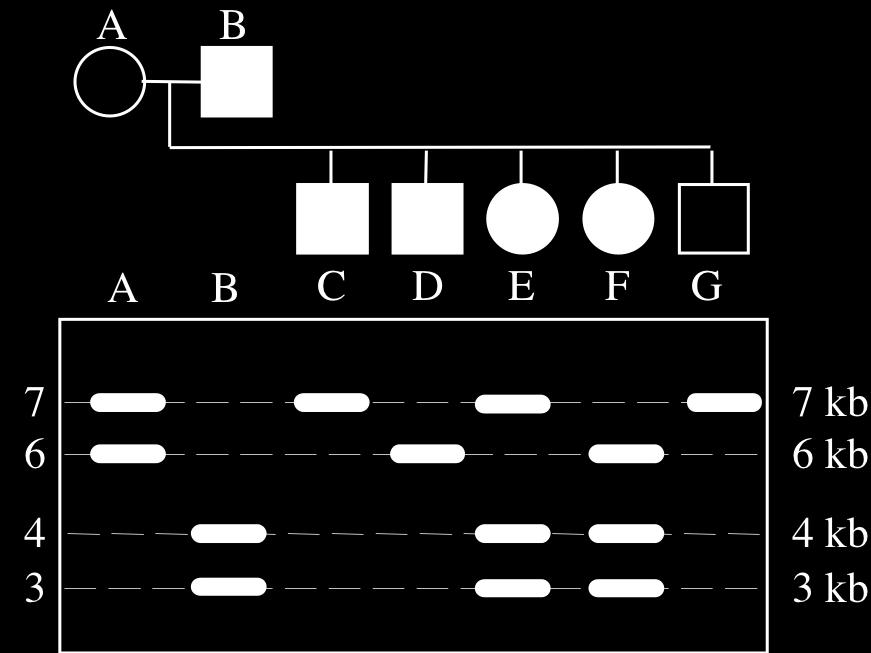Draw a chromosome map for the genes indicated. Include the location and orientation of the F factors.