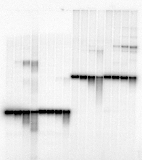 puc19 φx174 scdna puc1950 φx174 puc1950 φx174 min φx174 puc19 φx174 puc19 puc19 ssdna Supplemental Figure 2: Joint molecule formation requires homologous DNA partners.