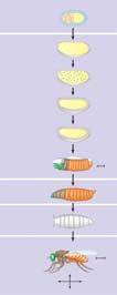 Drosophila Development: A Cascade of Gene Activations Pattern formation Has been extensively studied in the fruit fly Drosophila melanogaster The Life Cycle of Drosophila Drosophila development Has