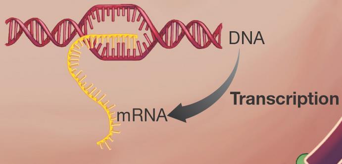 Transcription is a Key Step in Gene Expression Transcription makes an mrna copy of DNA.