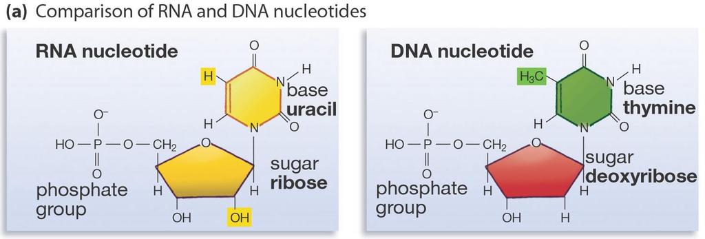 RNA Review RNA is a nucleic acid polymer that uses a slightly