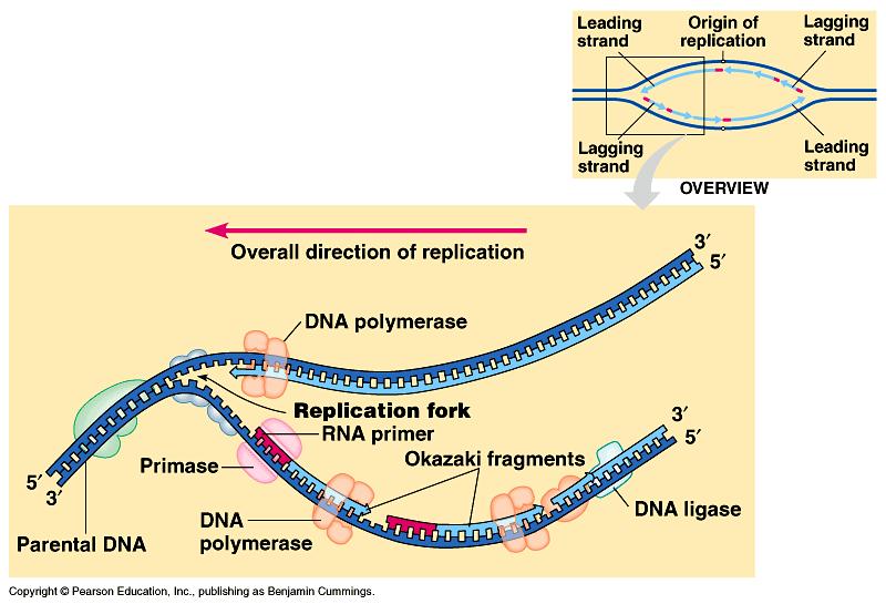 In the diagram below label the following: Parent strands label the 5 and 3 ends of both parent strands); Daughter strands; DNA Polymerase; Helicase; Leading strand; Lagging strand ;Okazaki fragment