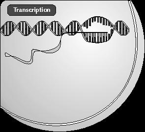 transcription mrna- (the m is for messenger): type of RNA that encodes information