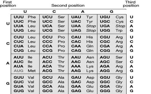ACGATACCCTGACGAGCGTTAGCTATCG UGC UAU GGG ACUG Start Which codons code for which amino acids?