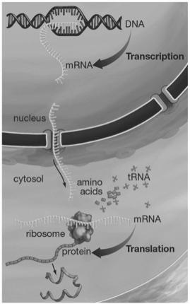 The Central Dogma of Molecular Genetics Transcription Translation DNA RNA Protein Trait RNA processing Basic Genetic Mechanisms are Universal