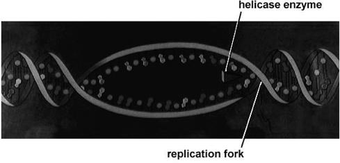 How: Replication: 1st step Unwind DNA helicase enzyme unwinds part of DNA helix by breaking the weak hydrogen