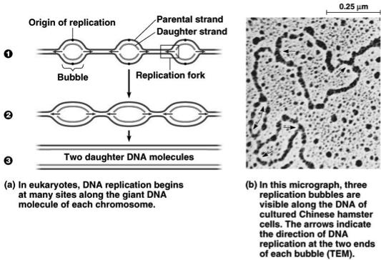 DNA Replication - Process Large team of enzymes coordinates