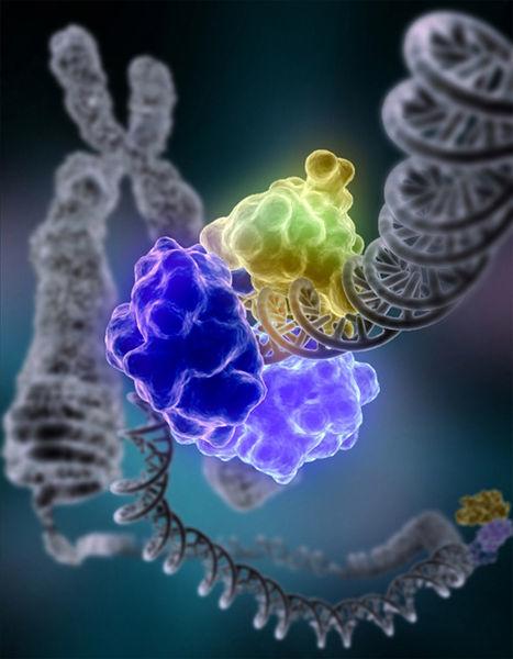 Repairing DNA Cells have enzymes that the genetic code and correct the mistakes that are found.