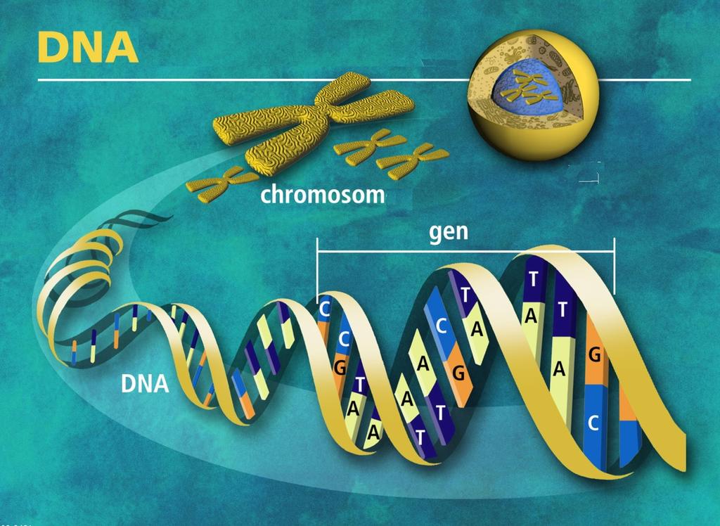 How do DNA Molecules Join?