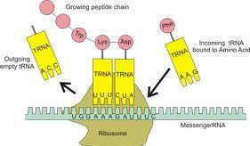 Transfer RNA Transfer RNA (trna) found in