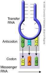 animation TRANSLATION Translation is the decoding of an mrna message into a polypeptide chain to make a protein.
