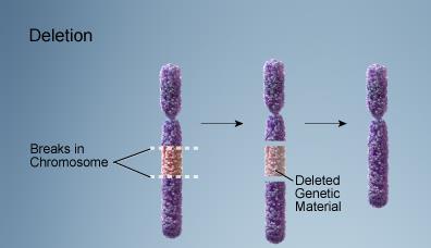Kinds of Chromosomal Mutations Deletions involve the loss of