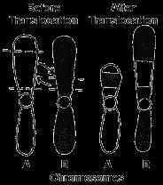 Kinds of Chromosomal Mutations