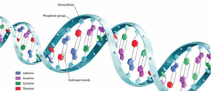 DNA Structure Made of 2 strands that wrap around each other to form a double helix (looks like a spiral staircase) The sides