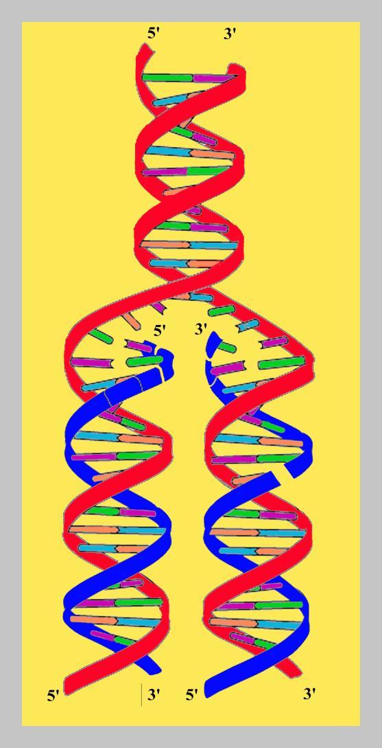 The design of DNA makes it easy to copy!