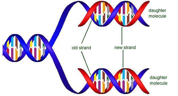 Semi Conservative Model (of DNA Replication) The Semi-conservative model of DNA replication