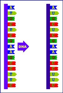 Messenger RNA Messenger (mrna) is one type of RNA that carries DNA message out of nucleus to the ribosome.