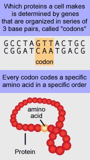 RNA Codons http://genetics.gsk.com/graphics/codon.gif Molecules called amino acid chains make up proteins.
