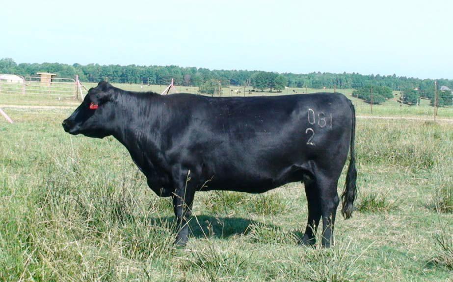 tolerant cattle http://articles.extension.