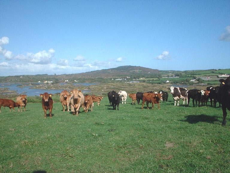 Our Cattle Industry 1 million dairy cows Export of manufactured products Good margins 38% mated to beef bulls 0.