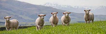 New Zealand lamb Outside of the British season, we source lamb from selected farmers in New Zealand who also base their farm standards on the Five Freedoms.