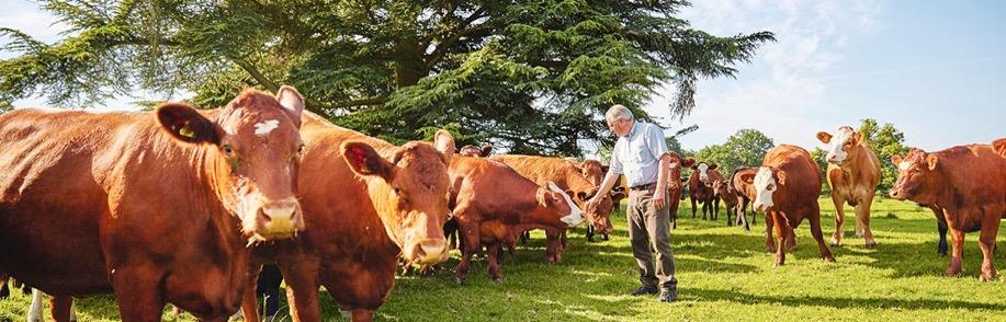 Species-specific welfare Beef cattle Our farmers work to strict animal welfare protocols ensuring the highest standards of husbandry and welfare to ensure stress free, naturally produced, healthy