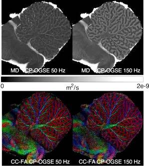 Diffusion MRI with circularly-polarized oscillating