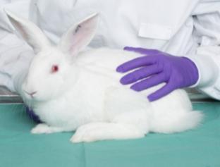 non-pathogenic organisms How can you be sure that this rabbit is not harbouring a virus, bacteria