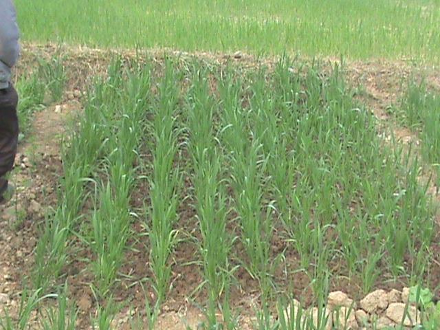 These follow-up activities along with its partners also included preparation of liquid organic manures such as