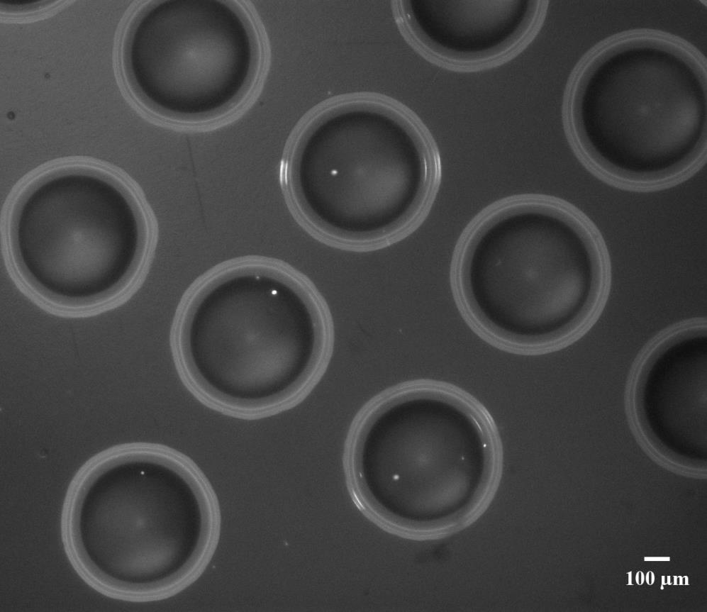 Supplementary Figure 25. Cells dispensed on a plastic film under the microscope.