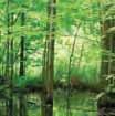 Significant Wildlife Habitat (SWH) in the Southeast and Southwest Woodlots