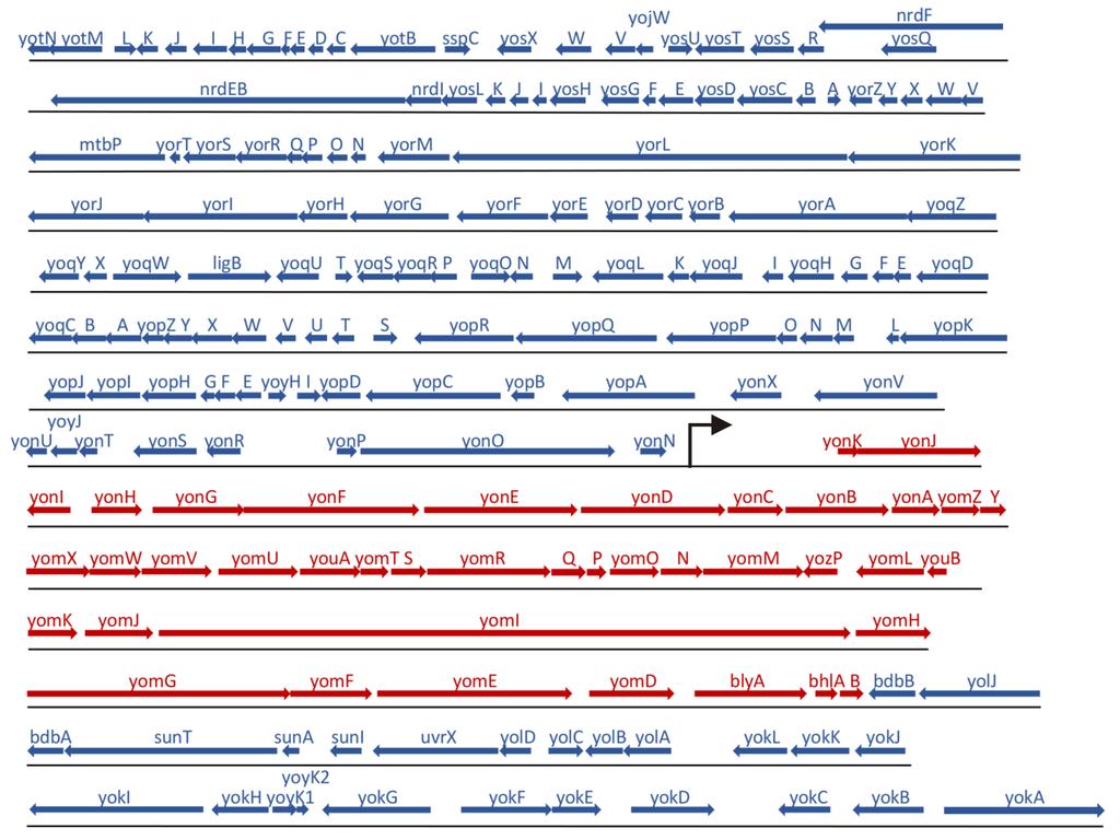 Supplementary Fig. 2. YonO transcribes the late genes of SPβ phage. The map of the SPβ prophage genome.
