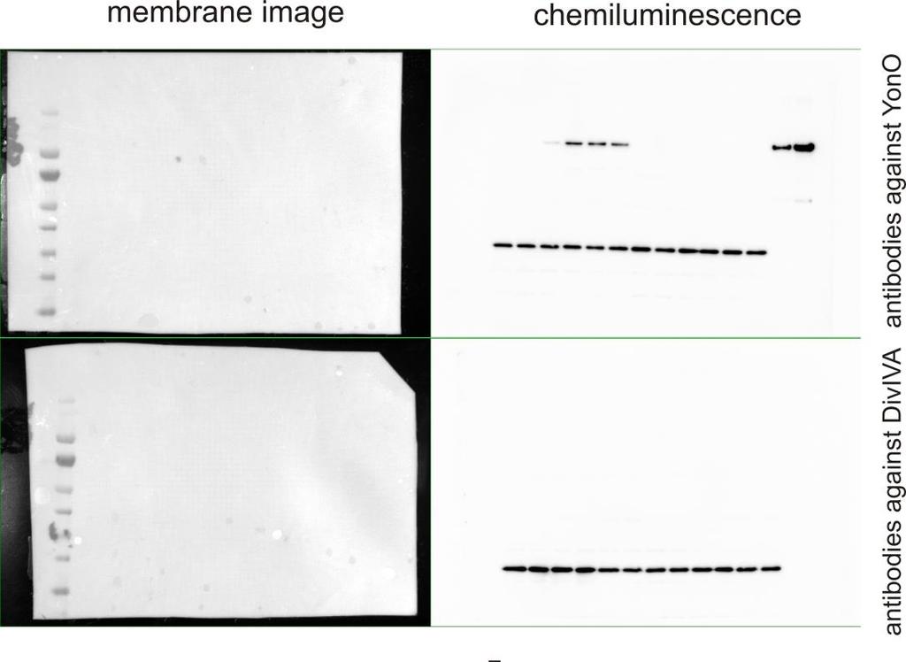 Supplementary Fig. 3. Uncropped western blot shown in Fig. 2a.