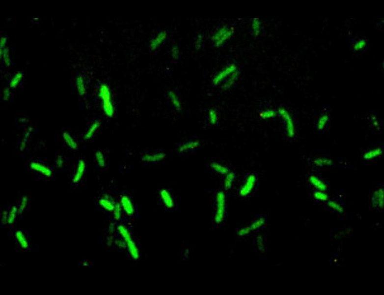 coli Fluorescent E.
