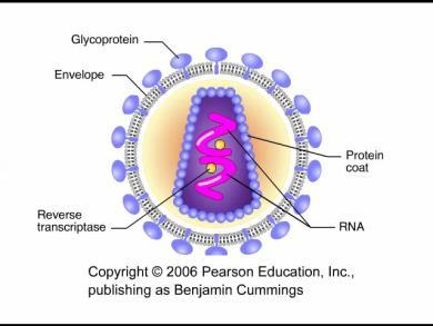 Animation: HIV Reproductive Cycle Evolution of Viruses Viruses do not fit our definition of living organisms Since viruses can replicate only within cells, they probably evolved as bits of cellular