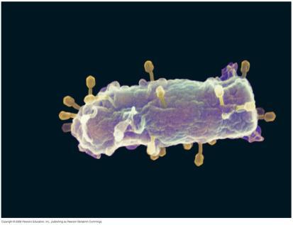 Figure 19.1 Are the tiny viruses infecting this E. coli cell alive? 0.5 µm Concept 19.