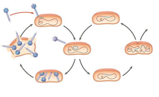 The Lysogenic Cycle The lysogenic cycle replicates the phage genome without destroying the host The viral DNA molecule is incorporated into the host cell s chromosome This integrated viral DNA is