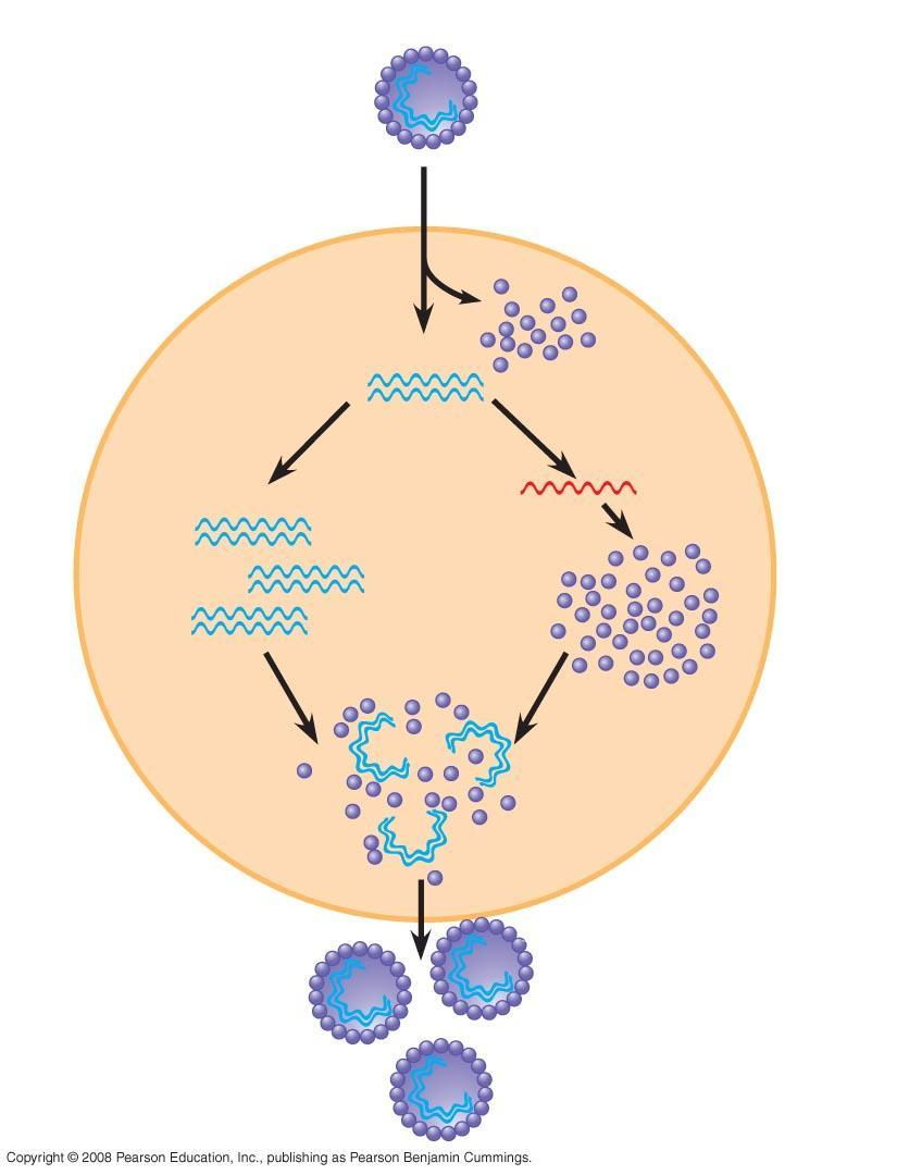 Fig. 19-4 1 Entry and uncoating DNA Capsid 2 Replication VIRUS 3 Transcription and manufacture of capsid proteins